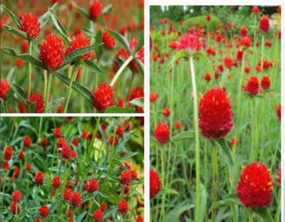 บานไม่รู้โรย 100 เมล็ด สตรอเบอรี่ Strawberry Fields อัตรางอก 90 % ดอกไม้มงคล ดอกใหญ่ ออกดอกตลอด ทนแดด ทนฝน