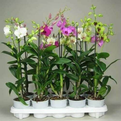 COMBO 10 CÂY LAN DENDRO ĐỦ MÀU, CÂY GIỐNG SẮP RA HOA, VÔ CÙNG KHỎE ĐẸP, GIÁ SIÊU RẺ | Lazada.vn Combo 10 Cây Lan Dendro Đủ Màu, Cây Giống Sắp Ra Hoa, Vô Cùng Khỏe Đẹp, Giá Siêu Rẻ | Lazada.Vn