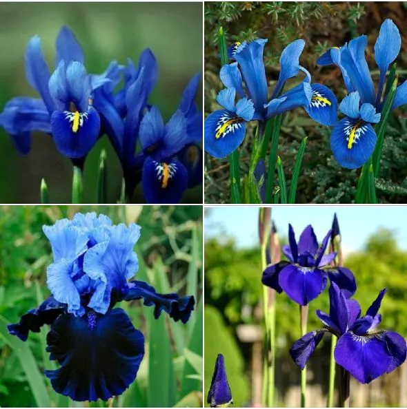 Hạt giống hoa Diên vĩ Xanh (Iris Xanh ) - 10 hạt/gói | Lazada.vn