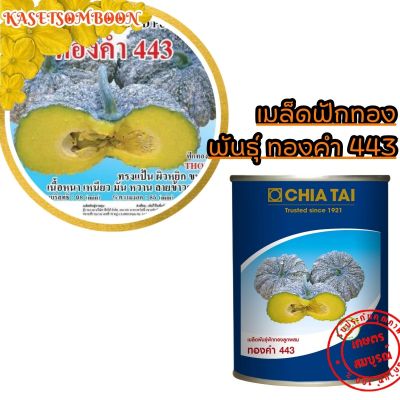 ฟักทองทองคำ443 F1 เมล็ดพันธุ์ ลายข้าวตอก 100 ก.ตราเจียไต๋