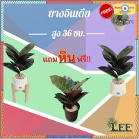 (ต้นไม้ยอดนิยม!) ต้นยางอินเดียหลังแดงปลอม สูง 36 ซม. #ต้นไม้ปลอมตกแต่งบ้าน Leeartplants ยอดขายดีอันดับหนึ่ง