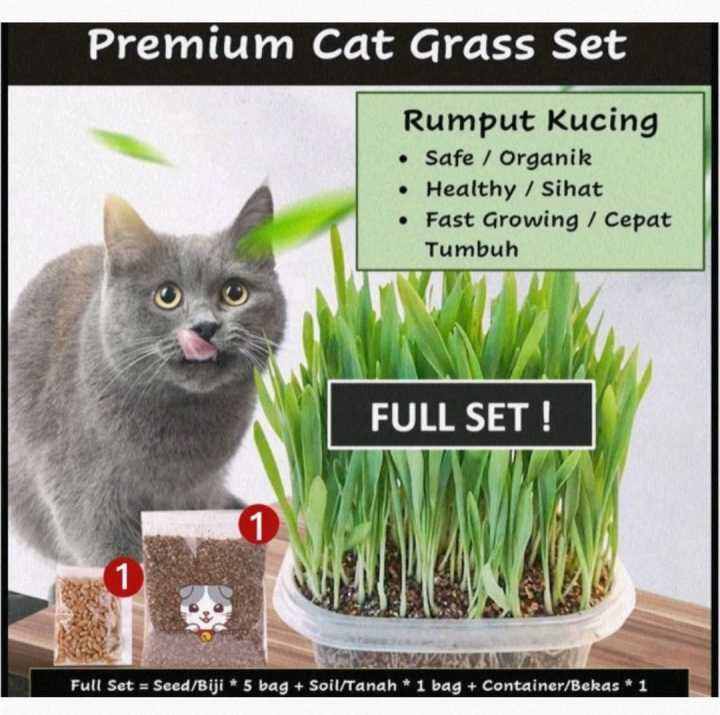 Cat grass seeds set/rumput kucing+ Eco set猫草种子套装 Lazada