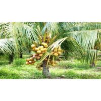 ( Pro+++ ) สุดคุ้ม ต้น หน่อ มะพร้าว มะพร้าวน้ำหอม สีทอง COCONUT COCOS NUCIFERA LINN น้ำหวานผลดก สีสวย พันธุ์หายาก พันธุ์เตี้ย ราคาคุ้มค่า พรรณ ไม้ น้ำ พรรณ ไม้ ทุก ชนิด พรรณ ไม้ น้ำ สวยงาม พรรณ ไม้ มงคล