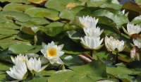 20 เมล็ด บัวสาย (Water lily) บัวอุบลชาติ บัวหลวง ฝรั่ง บัวดอกเล็ก บัวแคระ สายพันธุ์ candida สีขาว เหมาะสำหรับปลูกในโหล Waterlilies Lotus Seeds