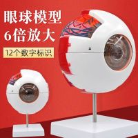 Jane human eye simulation model 6 times magnified eyes made anatomical structure model teaching instrument bead medical