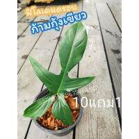 ฟิโลก้ามกุ้งเขียว Philodendron pedatum  ไม้ฟอกอากาศ​ ต้นไม้​ ไม้มงคล​ ไม้ด่าง​   ปุ๋ย​ ดิน​ กระถาง​ แต่งบ้าน​ สวน​