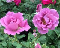 25 เมล็ด กุหลาบ สายพันธุ์ยุโรป Rosa Rose Seeds สายพันธุ์ Angel Face ออกดอกสีม่วง มีคู่มือเพาะปลูก