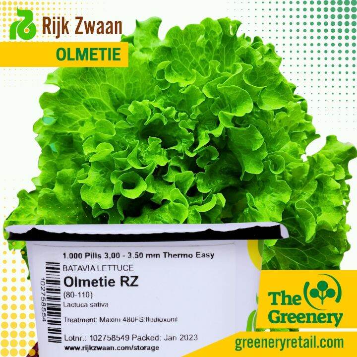 Olmetie by Rijk Zwaan Upscale Green Batavia Pelletized Lettuce Seeds
