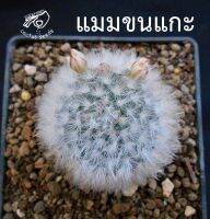 แมมขนแกะ เมล็ด ต้นกระบองเพชร ต้นแคคตัส แมม cactus กระบองเพชร แคคตัส Mammillaria bocasana multilanata