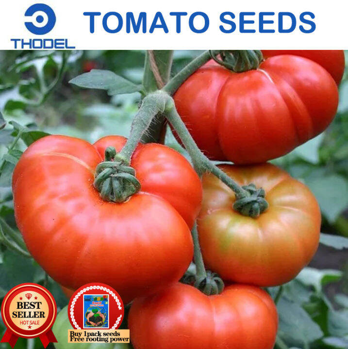KINALABASA TOMATO SEEDS / HEIRLOOM VARIETY Vegetable Seeds Lazada PH