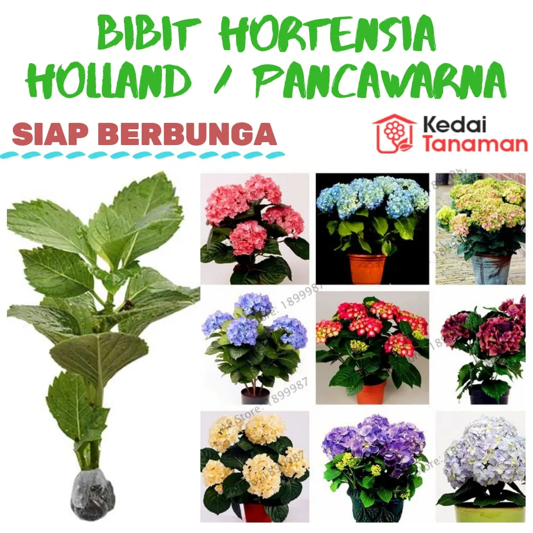 tanaman bibit bunga pancawarna / hortensia