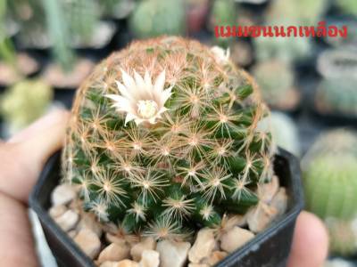 แคคตัส (Cactus) หรือ ต้นกระบองเพชร (แมมขนนกเหลือง)