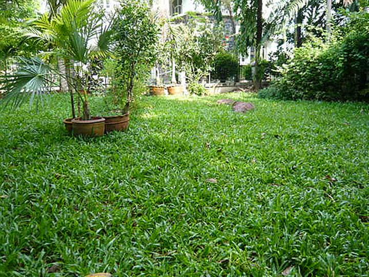 ขายส่ง-1-กิโลกรัม-เมล็ดหญ้ามาเลเซีย-tropical-carpet-grass-หญ้าเห็บ-หญ้าไผ่-หญ้าปูสนาม-สนามหญ้า-เมล็ดพันธ์หญ้า-ปูหญ้า-ปูสนาม-สนามหญ้าและสวน