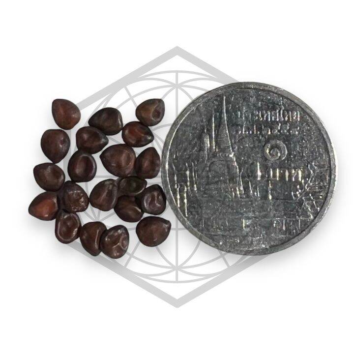 mimosa-tenuiflora-mimosa-hostilis-seeds-lazada-co-th