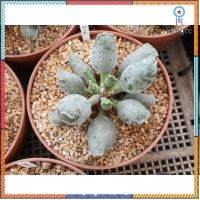 Adromischus cooperi var. festivus อโดรมิสคัส คูปเปอรี เฟสติวัส flashsale ลดกระหน่ำ