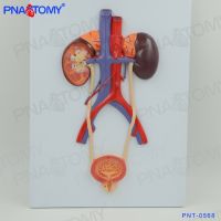 Human urinary bladder ureter urinary renal anatomy model teaching medical male reproductive urology department