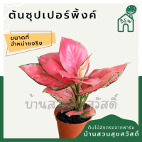 ซุปเปอร์พิงค์ ในกระถางพร้อมตั้ง