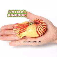 Animal Kingdom - โมเดล Nautiloid หอย นอติลอยด์ แดง ขนาด 9.50 CM (จากสงขลา)