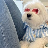 ZZOOI Fashion Design Dog Accessories Pet Sunglasses 2 Colors Cool Motorcycle Punk Style Small Breed Poodle Maltese Beach Photography