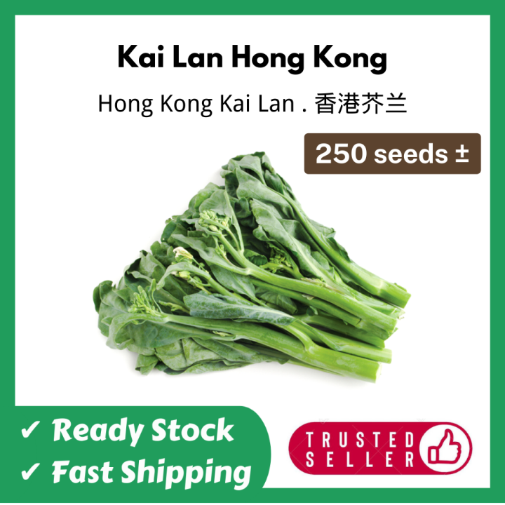 Vegetable Seeds Biji Benih Sayur Kai Lan Hong Kong Hong Kong Kai