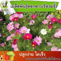 เมล็ดพันธุ์ ดอกดาวกระจายฝรั่งต้นเตี้ย (Sulfur Cosmos) 200 เมล็ด ปลูกง่าย ปลูกได้ทั่วไทย #เมล็ดพันธุ์พืช