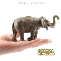 Animal Kingdom - โมเดล Elephant ช้าง เอเชีย ขนาด 15.00 CM (จากสงขลา)