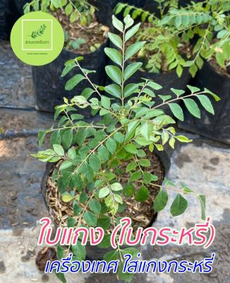 ต้นกระหรี่ ใบแกง ใบหมุย หอมแขก (curry plant) ต้นกล้าสด รากแข็งแรง พร้อมปลูก สูงประมาณ 20-50 เซน