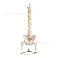 Natural big spinal cord attached pelvis  half his leg model