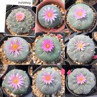 (Wowwww++) เมล็ดโลโฟ Lophophora Fricii 100seeds ราคาถูก พรรณ ไม้ น้ำ พรรณ ไม้ ทุก ชนิด พรรณ ไม้ น้ำ สวยงาม พรรณ ไม้ มงคล