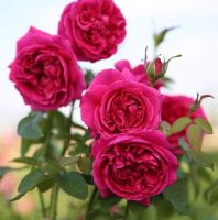 30 เมล็ด เมล็ดพันธุ์ ดอกกุหลาบ สีบานเย็น พันธุ์แคระ กุหลาบจิ๋ว Rose Seeds