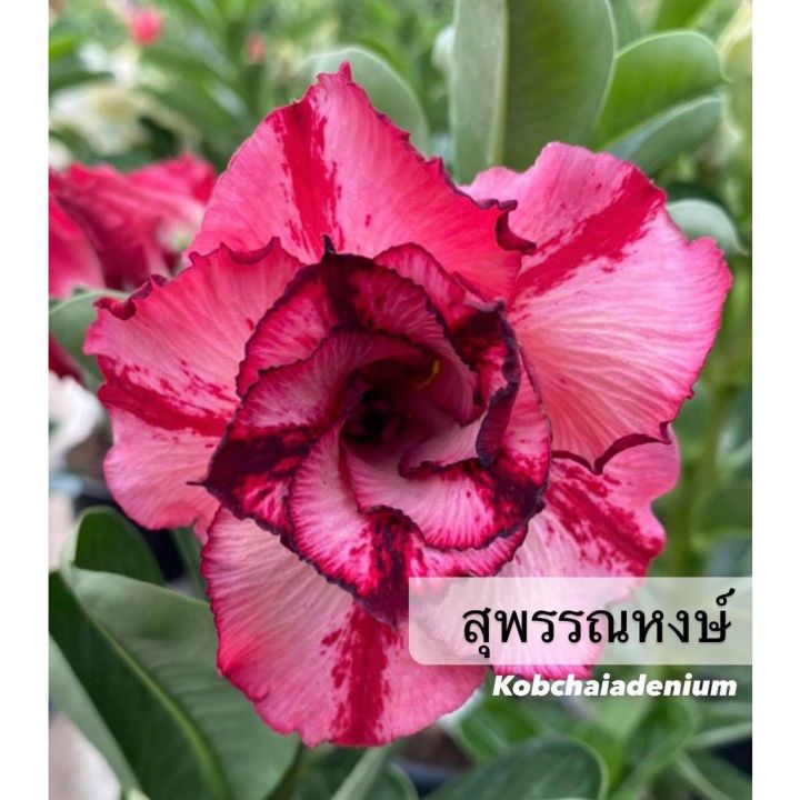 promotion-ชวนชมไม้สีดอกซ้อน-สุพรรณหงษ์-ขนาดกระถาง-6-นิ้ว-แบบถอนจัดส่ง-สุดคุ้มม-ต้นไม้-ฟอก-อากาศ-กระถาง-ต้นไม้-ไม้-ประดับ-ต้นไม้-ปลูก-ใน-บ้าน