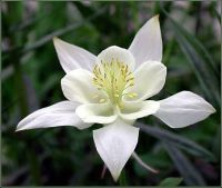 20 เมล็ดพันธุ์ เมล็ด ดอกโคลัมไบน์ (Columbine) เป็นดอกไม้ประจำรัฐ Colorado Columbine flower Seed อัตราการงอกสูง 80-85%