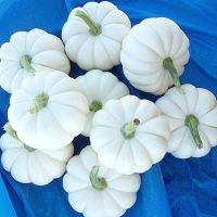 เมล็ดพันธุ์ ฟักทอง แคสเปอริต้า (Casperita Pumpkin F1 Seed) บรรจุ 5 เมล็ด คุณภาพดี ของแท้ 100%