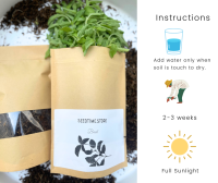 Italian Basil Seed, Plant, Basil Seed Kit, Mini Herb Garden Series ชุดเมล็ดสมุนไพร DIY