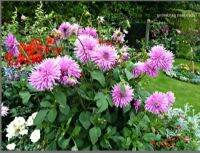 1 หัว/ออเดอร์ รักเร่ Dahlia Bulb สายพันธุ์ Elga หัวรักเร่ ดอกไม้ หัวหน่อ เหง้า นำเข้า เนเธอร์แลน หัวสดใหม่