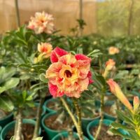 2 เมล็ด เมล็ดพันธุ์ ชวนชม สายพันธุ์ Chrisoula สีส้ม Bonsai Desert Rose Adenium Seed กุหลาบทะเลทราย ราชินีทะเลทราย บอนไซ มีคู่มือปลูก