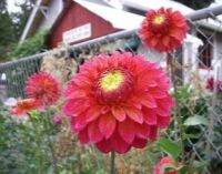 1 เหง้า/ชุุด รักเร่ Dahlia Bulb สายพันธุ์ Camano Mystery หัวรักเร่ ดอกไม้ หัวหน่อ เหง้า นำเข้า เนเธอร์แลน หัวสดใหม่