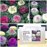 เมล็ดพันธุ์ ปูเล่ประดับคละสี (Osaka Series Mix Ornamental Cabbage Seed) 20 เมล็ด คุณภาพดี ราคาถูก ของแท้