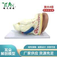 Ear anatomic model amplification organs simulation ear nose secco medical teaching pharmaceutical promotional gifts toys