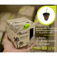 ??ของขวัญ ชุดปลูกพืช รักษ์โลก DIY (เมล็ดถั่วพร้า ข้าวสาลี ทานตะวัน) by BLeaf??