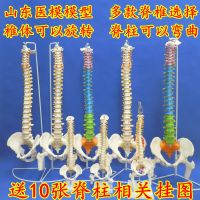 Human body model bonesetting structure adult spinal cervical spine massage lumbar bone color bending dies