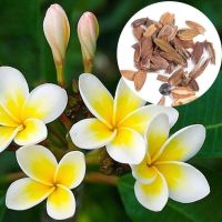 35 เมล็ดพันธุ์ เมล็ด ลั่นทม หรือ ลีลาวดี สายพันธุ์แคระ Frangipani Plumeria Seed นำเข้าจากฮาวาย อัตราการงอกสูง 80-85%