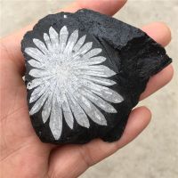 Natural quartz crystal chrysanthemum stone mineral specimen point healing home decor