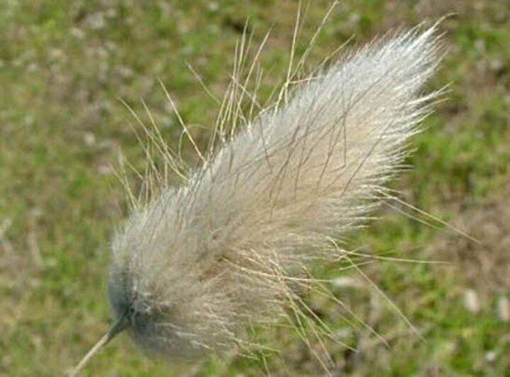 ขายส่ง-100-เมล็ด-เมล็ดหญ้าหางกระต่าย-bunny-tails-grass-เมล็ดพันธุ์นำเข้า-ต้นไม้และเมล็ดพันธุ์-เมล็ดพันธุ์พืช-หญ้าหางกระต่าย-หญ้าประดับ