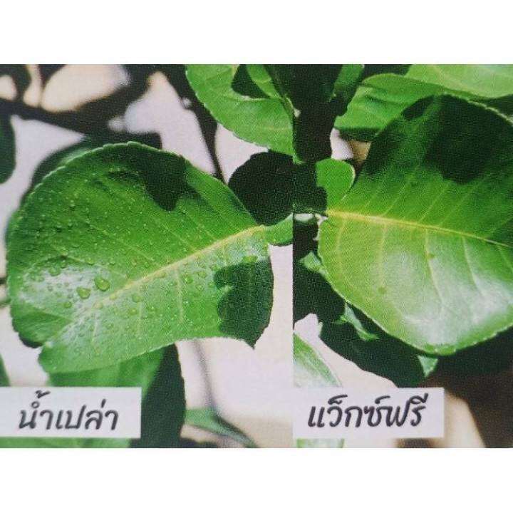 สารเสริมประสิทธิภาพ-แว็กซ์ฟรี-สารจับใบ-กิฟฟารีน-สูตรใหม่-ช่วยแก้ปัญหาเมื่อต้องฉีดพ่นสารในฤดูฝน-ปุ๋ย-สวน