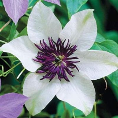 30 เมล็ดพันธุ์ เมล็ด ต้นครีเมทิส ดอกคำปองน้อย เคล็มแม็ททิส ราชินีไม้เลื้อย Leather Clematis flower Seed นำเข้าจากฮาวาย อัตราการงอกสูง 70-80%