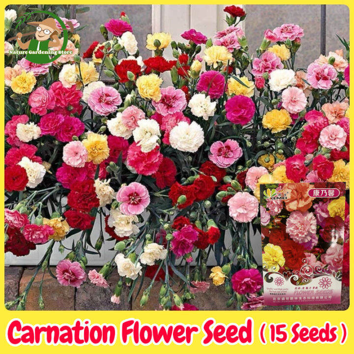 100 Legit Carnation Flower Seeds for Planting & Gardening (15 Seeds, Mixed Color) Balcony