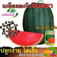 SALE !!พิเศษสุด ## เมล็ดพันธุ์ แตงโมจินตรา ขนาด 60 กรัม เนื้อแดง แน่น หวานมาก?ราคาถูก? ##ต้นไม้และเมล็ดพันธุ์