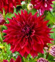 1 หัว /ชุุด เหง้า ต้นรักเร่ Dahlia Bulb สายพันธุ์ Babylon สีแดง หัวรักเร่ ดอกไม้ ดอกรักเร่ รักแรกพบ เฟิร์สเลิฟ ดอกไม้นำเข้า พร้อมให้ดอก