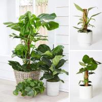 ชุดเสามอสสำหรับปลูกต้นไม้ Monstera Coir สนับสนุนต้นมอส4ชิ้นพร้อมแถบป้ายพืชชุดปลูกสำหรับปลูกต้นไม้สำเร็จสำหรับการเติบโตของพืชปีนเขา